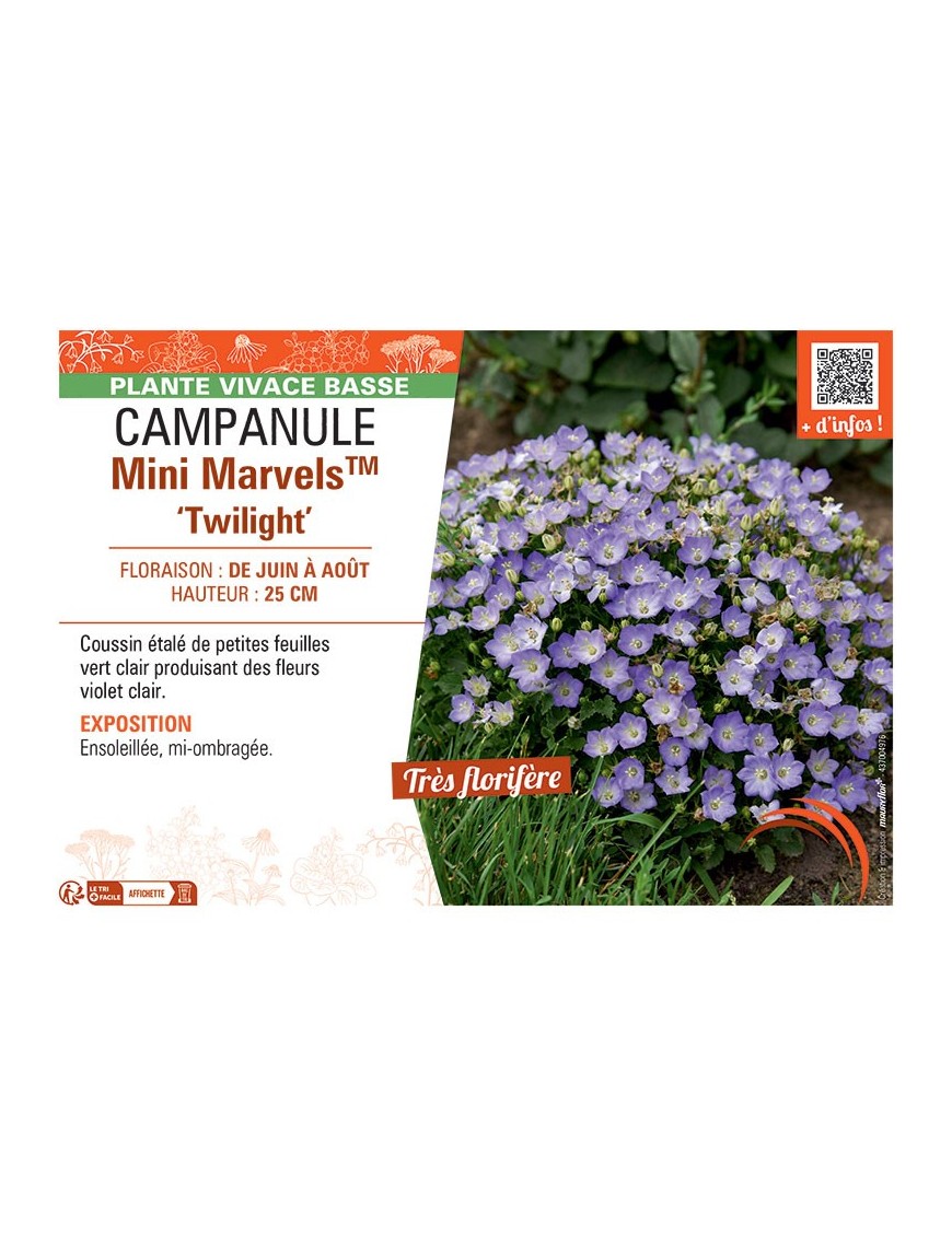 CAMPANULE MINI MARVELS™ TWILIGHT