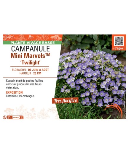 CAMPANULE MINI MARVELS™ TWILIGHT