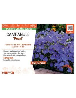 CAMPANULE PEARL