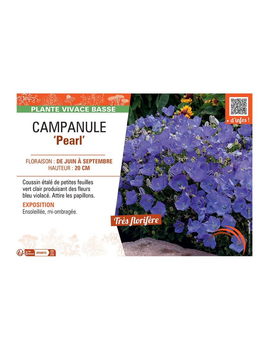 CAMPANULE PEARL