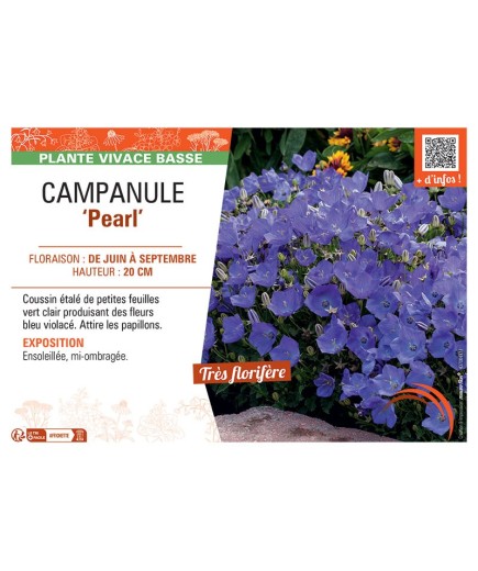 CAMPANULE PEARL