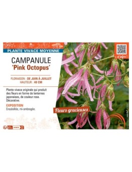 CAMPANULE PINK OCTOPUS