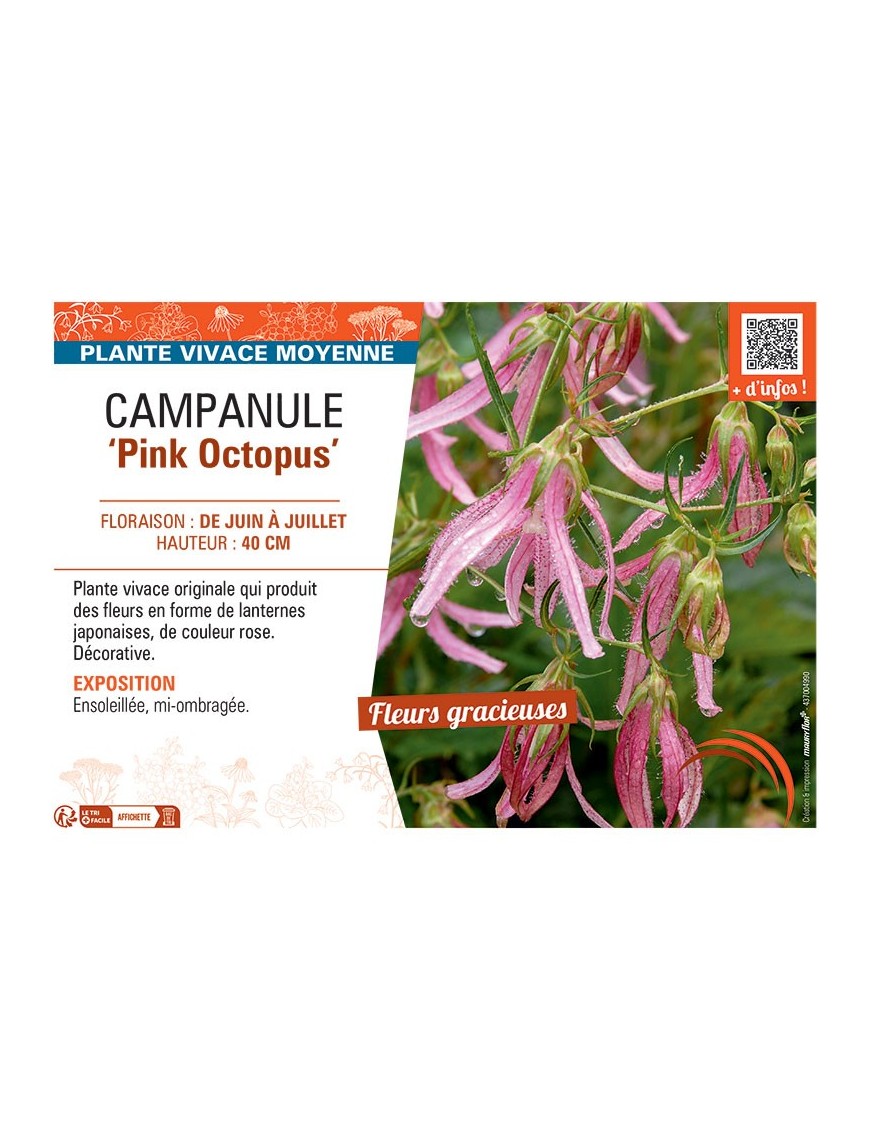 CAMPANULE PINK OCTOPUS