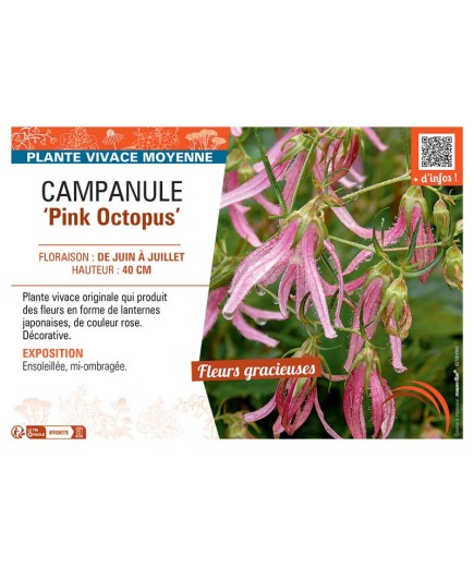 CAMPANULE PINK OCTOPUS