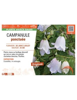 CAMPANULE PONCTUEE (blanche)