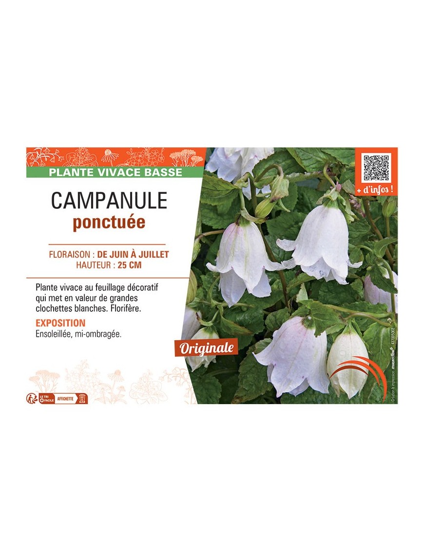 CAMPANULE PONCTUEE (blanche)
