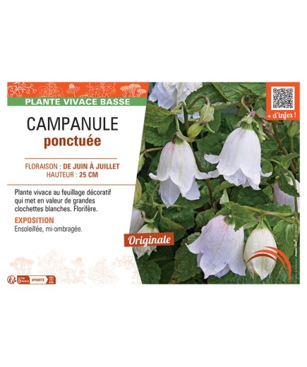 CAMPANULE PONCTUEE (blanche)