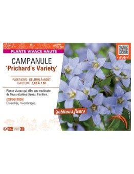 CAMPANULE PRICHARD'S VARIETY