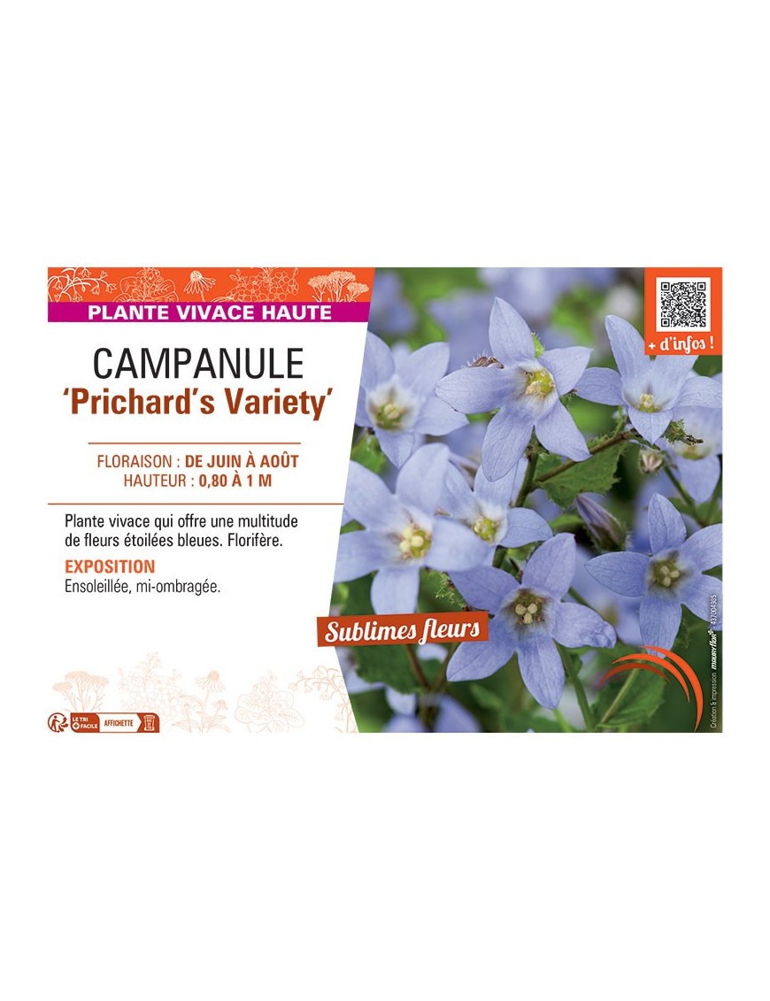 CAMPANULE PRICHARD'S VARIETY