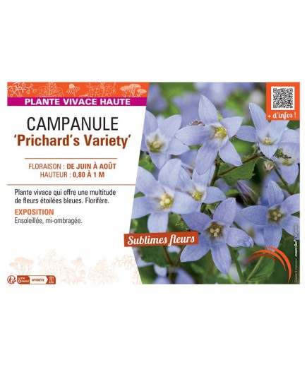 CAMPANULE PRICHARD'S VARIETY
