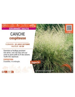 CANCHE CESPITEUSE