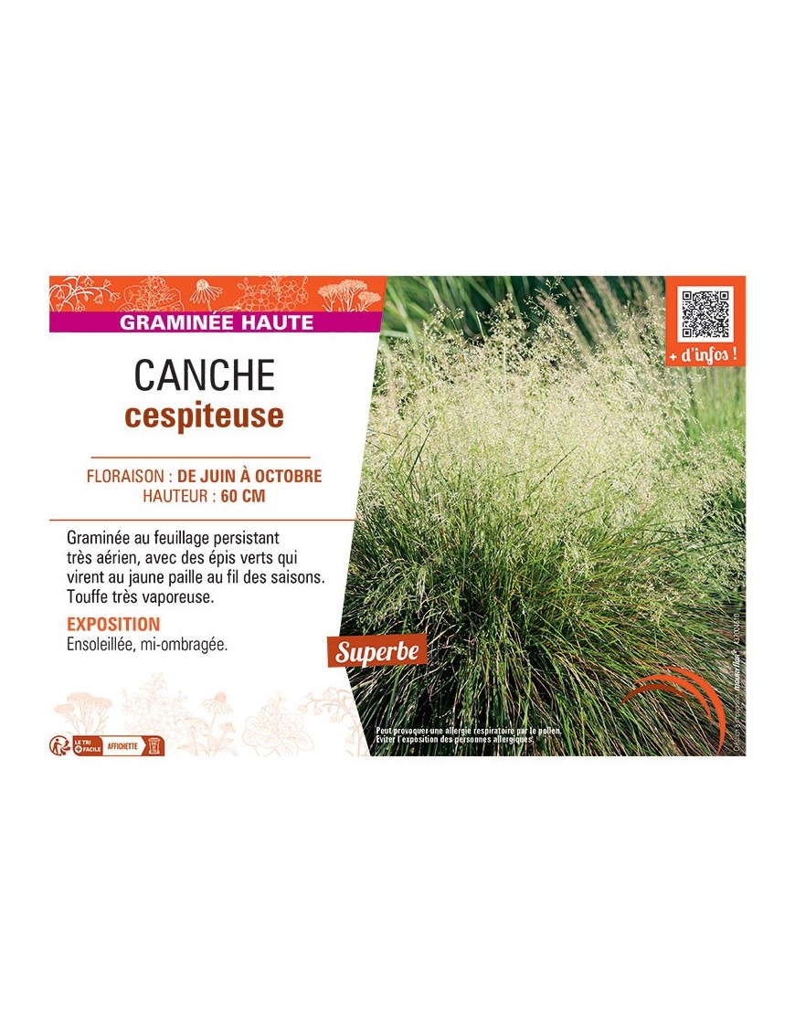 CANCHE CESPITEUSE