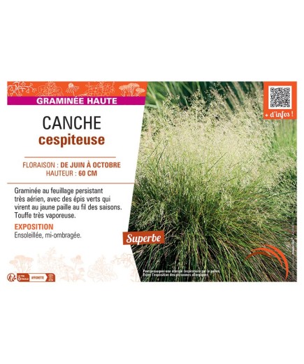 CANCHE CESPITEUSE