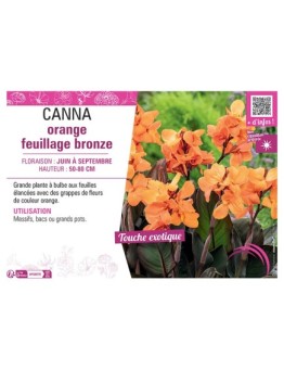 CANNA ORANGE FEUILLAGE BRONZE