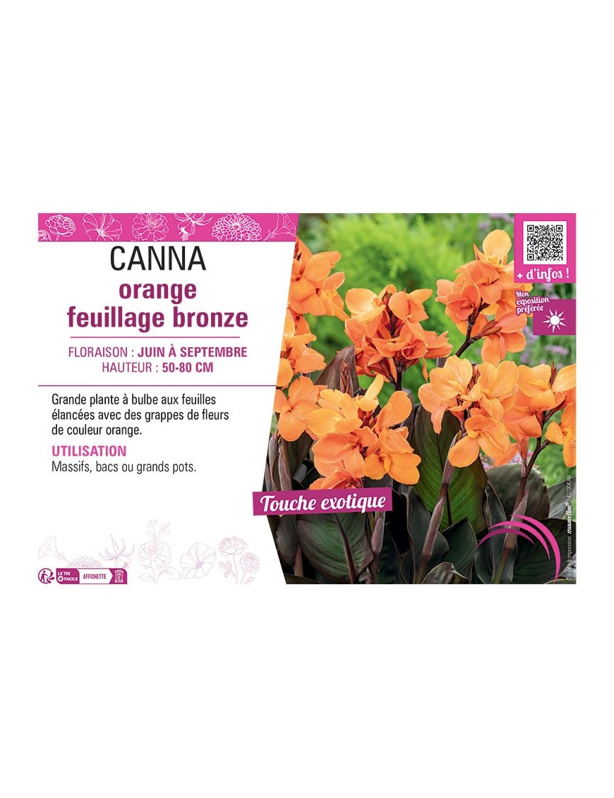 CANNA ORANGE FEUILLAGE BRONZE