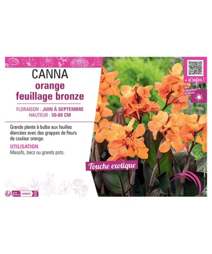 CANNA ORANGE FEUILLAGE BRONZE