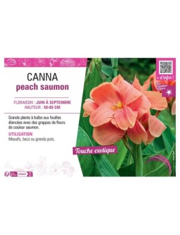 CANNA PEACH SAUMON