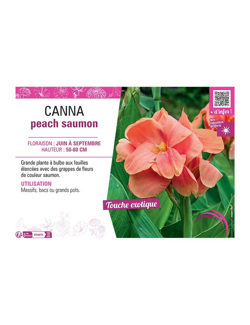 CANNA PEACH SAUMON