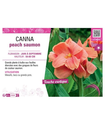 CANNA PEACH SAUMON