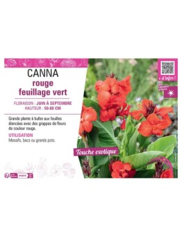 CANNA ROUGE FEUILLAGE VERT