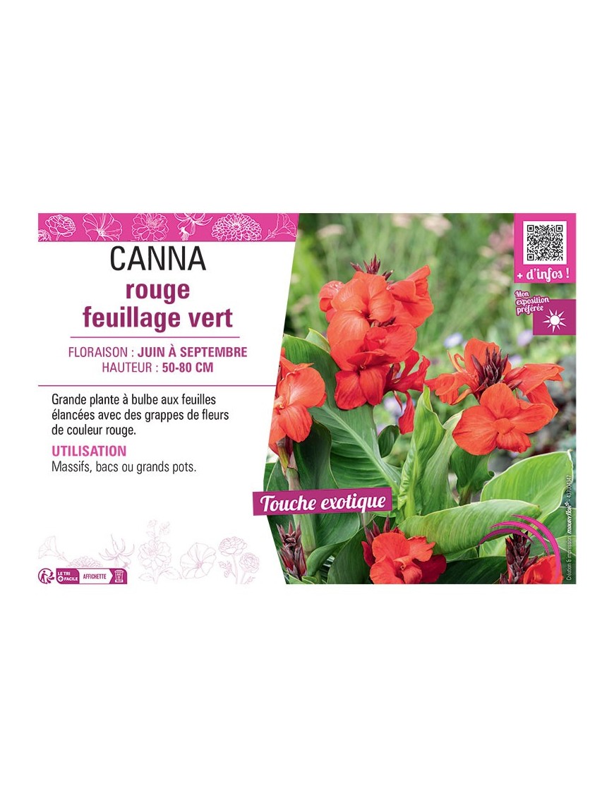 CANNA ROUGE FEUILLAGE VERT
