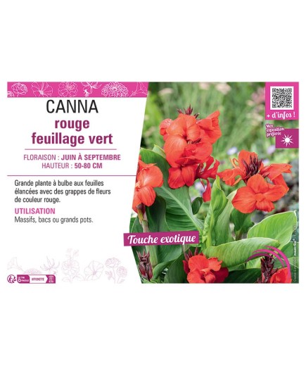 CANNA ROUGE FEUILLAGE VERT
