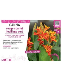 CANNA ROUGE SCARLET FEUILLAGE VERT