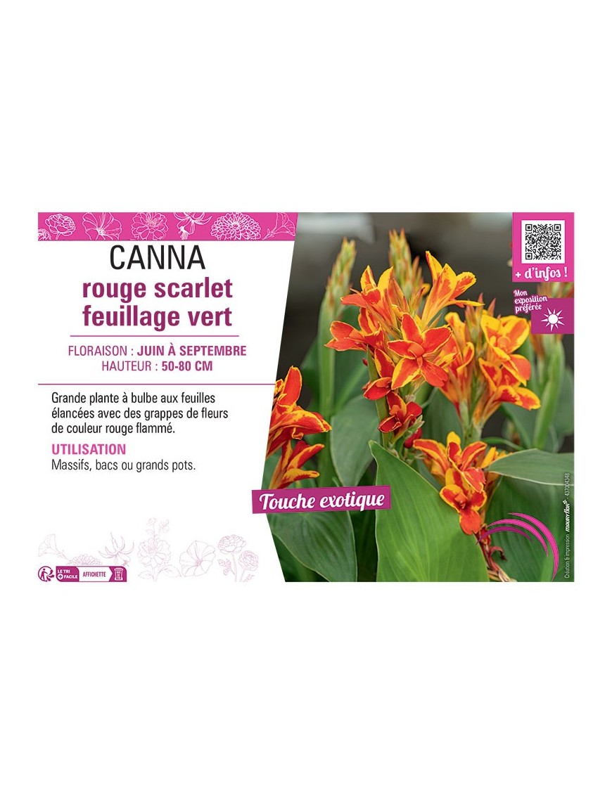 CANNA ROUGE SCARLET FEUILLAGE VERT