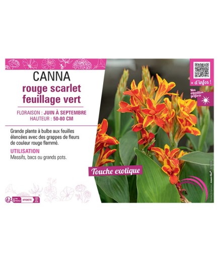 CANNA ROUGE SCARLET FEUILLAGE VERT