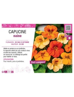 CAPUCINE NAINE (variée)