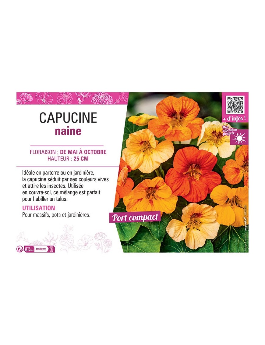 CAPUCINE NAINE (variée)