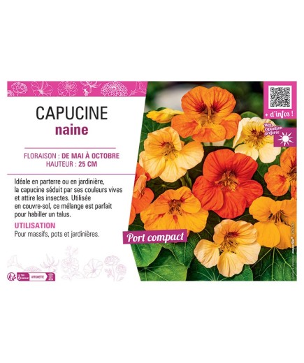 CAPUCINE NAINE (variée)
