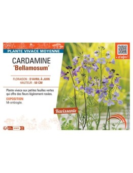 CARDAMINE BELLAMOSUM