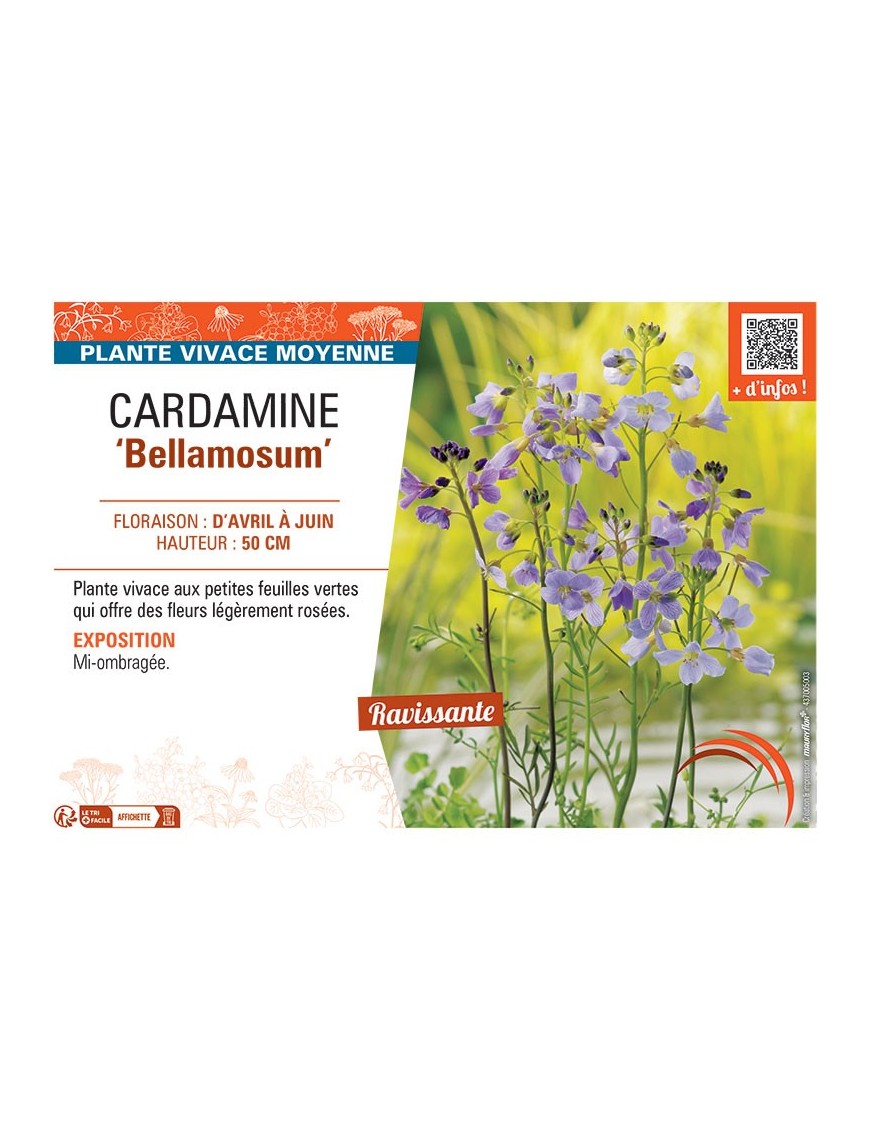 CARDAMINE BELLAMOSUM