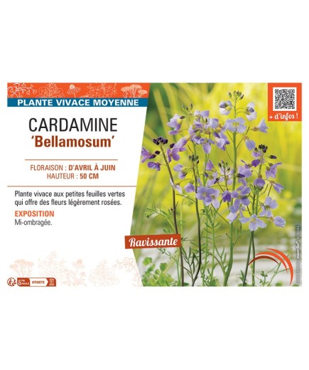 CARDAMINE BELLAMOSUM