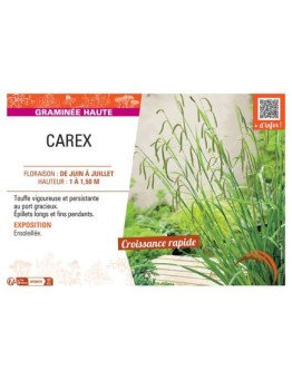 CAREX