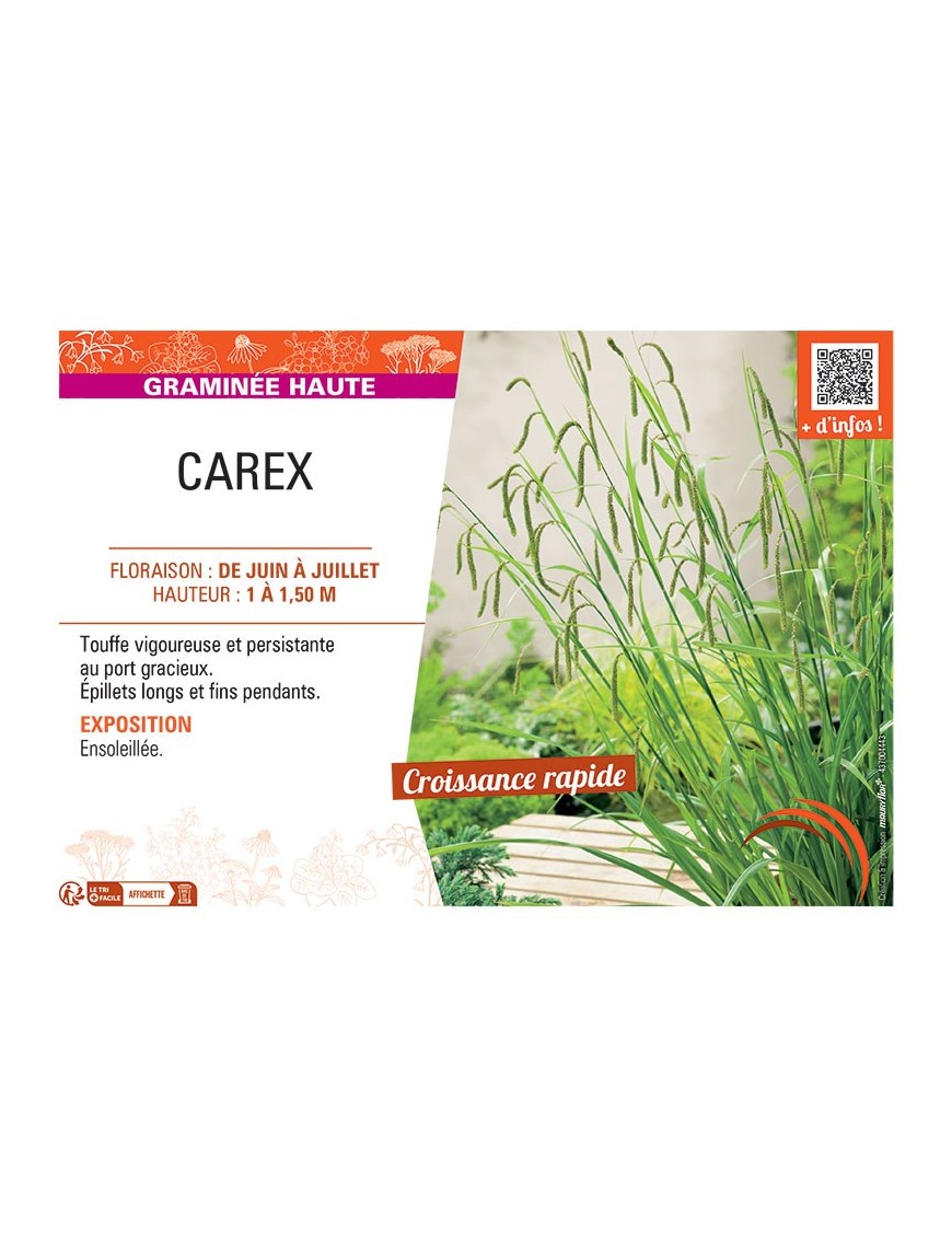 CAREX