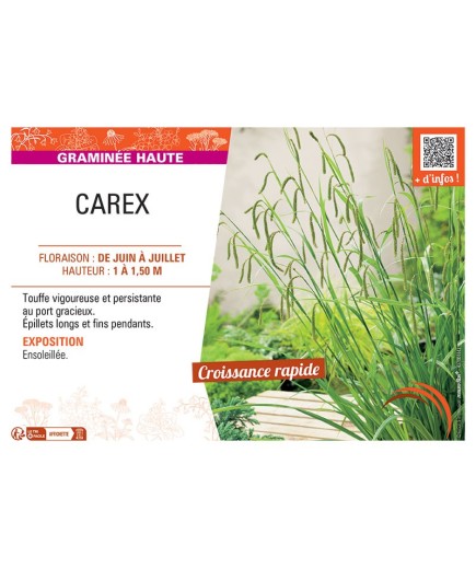 CAREX