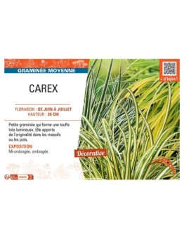 CAREX (varié)