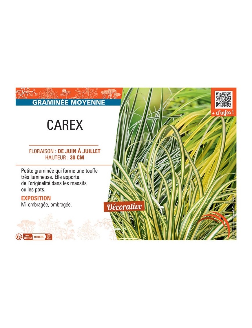 CAREX (varié)