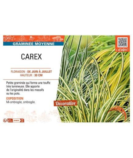 CAREX (varié)