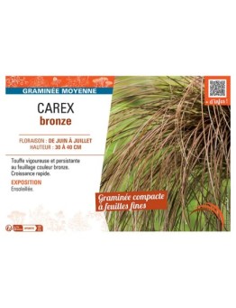 CAREX BRONZE