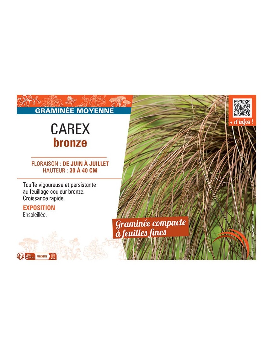 CAREX BRONZE