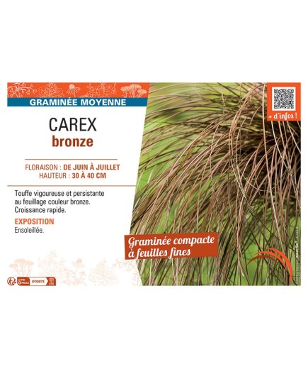 CAREX BRONZE
