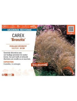 CAREX BRONZITA