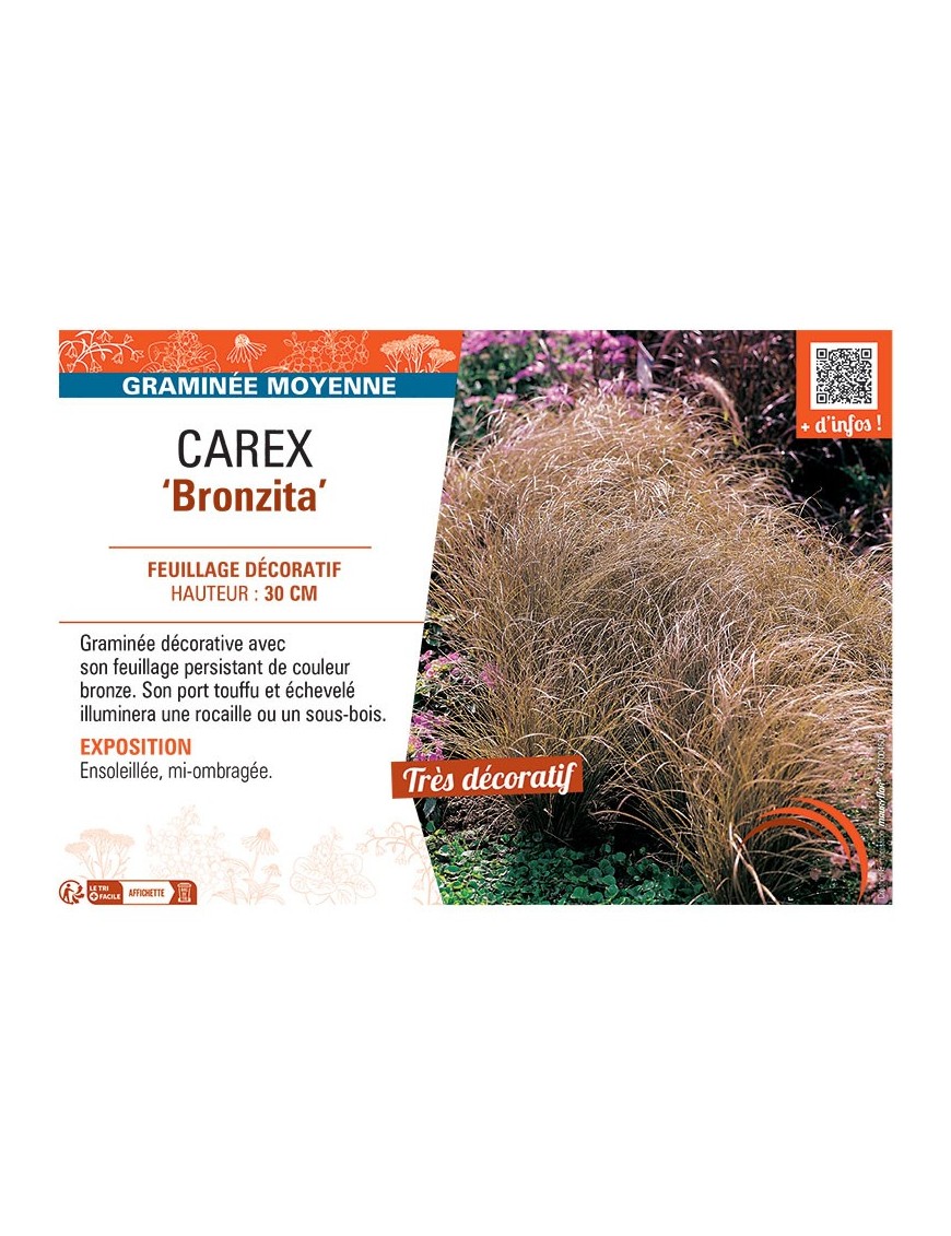 CAREX BRONZITA