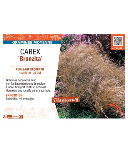 CAREX BRONZITA