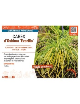 CAREX D'OSHIMA EVERILLO