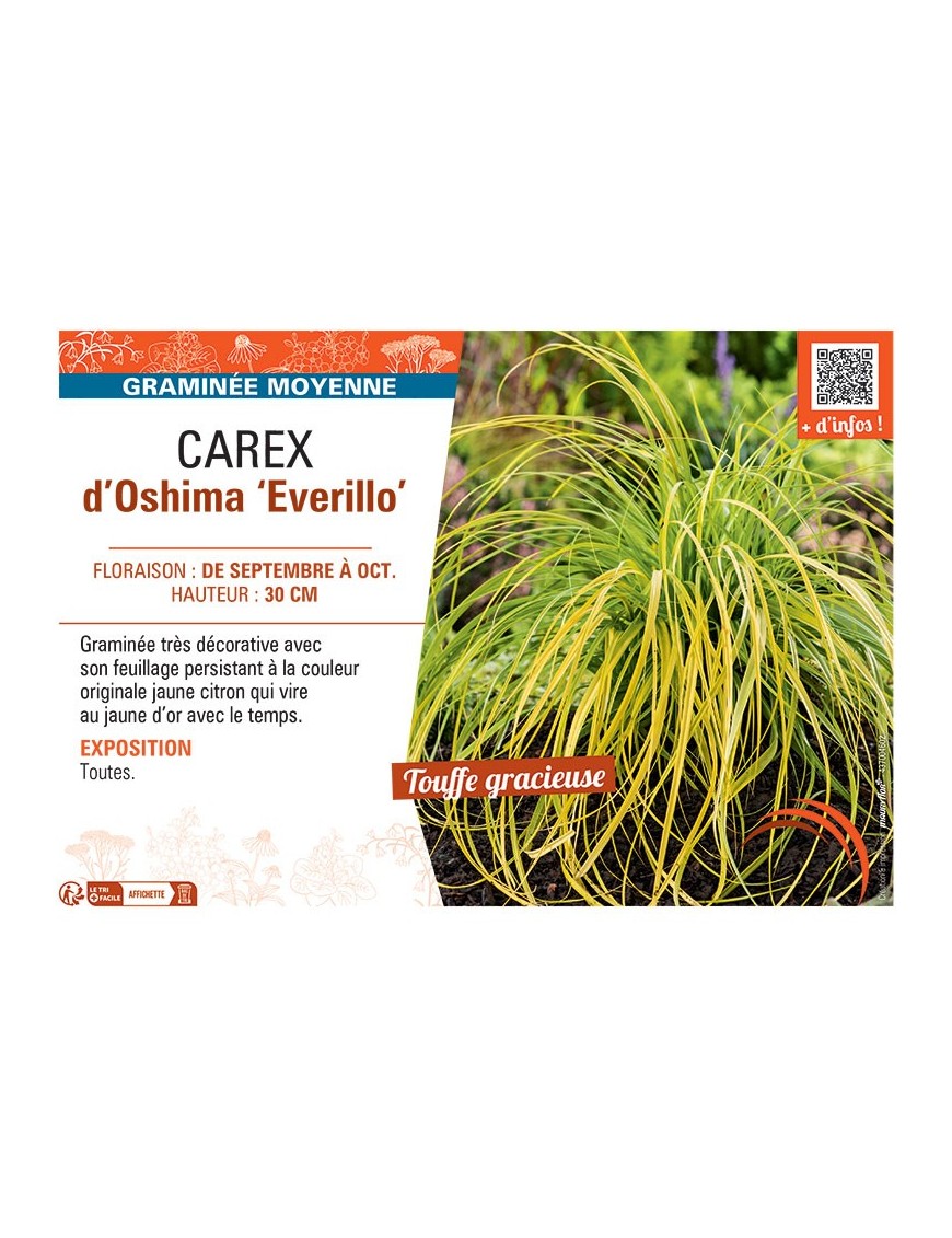 CAREX D'OSHIMA EVERILLO