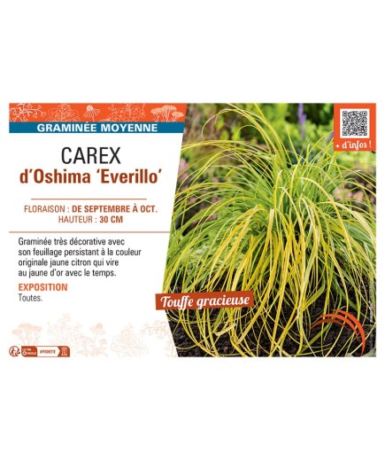 CAREX D'OSHIMA EVERILLO